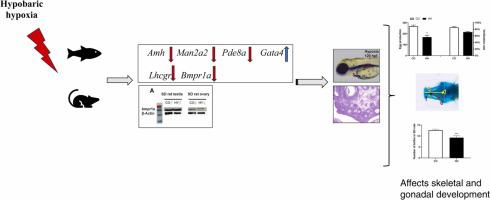 Hypobaric hypoxia causes low fecundity in zebrafish parents and impairment of skeletal development in zebrafish embryos and rat offspring