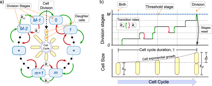 Mechanisms of cell size regulation in slow-growing Escherichia coli cells: discriminating models beyond the adder.