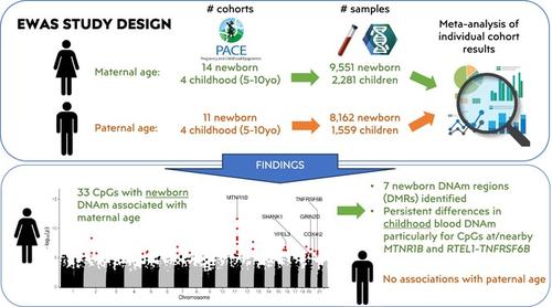 Maternal age is related to offspring DNA methylation: A meta-analysis of results from the PACE consortium