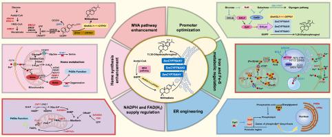 Engineering the microenvironment of P450s to enhance the production of diterpenoids in Saccharomyces cerevisiae