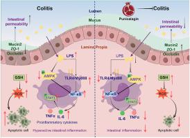 Punicalagin ameliorates DSS-induced colitis in mice through strengthening gut barrier, decreasing oxidative stress and downregulating inflammation via AMPK-NF-κB-STAT3 pathway