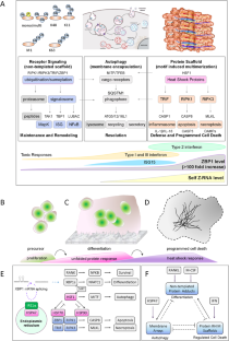 Osteogenesis imperfecta type 10 and the cellular scaffolds underlying common immunological diseases