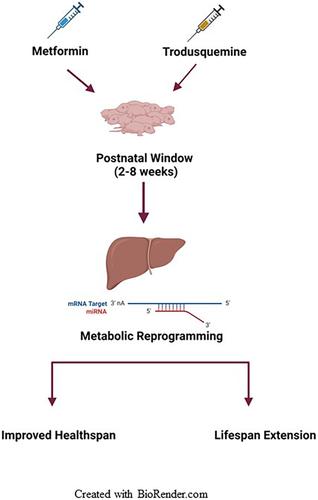 Early life interventions metformin and trodusquemine metabolically reprogram the developing mouse liver through transcriptomic alterations