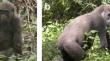 Death of a one-armed blackback male due to severe injuries in a group of wild western lowland gorillas (Gorilla gorilla gorilla) in Moukalaba-Doudou National Park, Gabon.