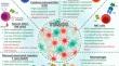 CAR Cells beyond Classical CAR T Cells: Functional Properties and Prospects of Application