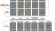 The differential impact of face distractors on visual working memory across encoding and delay stages.