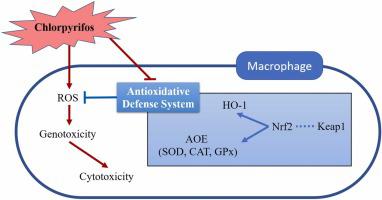 Chlorpyrifos-induced suppression of the antioxidative defense system leads to cytotoxicity and genotoxicity in macrophages