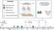 Scopolamine infusion in the basolateral amygdala after saccharin intake induces conditioned taste avoidance in rats.