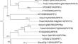 Petunia PHYTOCHROME INTERACTING FACTOR 4/5 transcriptionally activates key regulators of floral scent.