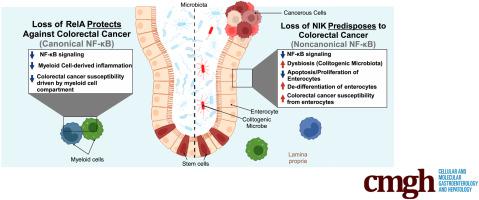 NF-κB Inducing Kinase Attenuates Colorectal Cancer by Regulating Noncanonical NF-κB Mediated Colonic Epithelial Cell Regeneration