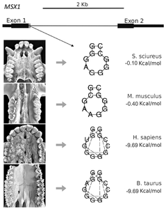 The minimum free energy of G-quadruplex-forming sequences of the MSX1 intron is associated with relative molar and premolar size in eutherians