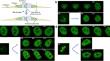 Dynamic chromosome association with nuclear organelles in living cells.