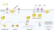 Stress, Vascular Smooth Muscle Cell Phenotype and Atherosclerosis: Novel Insight into Smooth Muscle Cell Phenotypic Transition in Atherosclerosis.