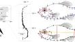 Ecomorphological diversification of the Cyprinodon species complex from Lake Chichankanab, Yucatan, Mexico