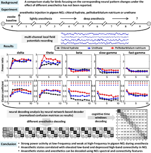 Dynamic temporal neural patterns based on multichannel LFPs Identify different brain states during anesthesia in pigeons: comparison of three anesthetics.