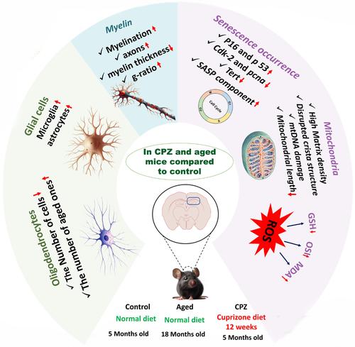 Long-term demyelination and aging-associated changes in mice corpus callosum; evidence for the role of accelerated aging in remyelination failure in a mouse model of multiple sclerosis