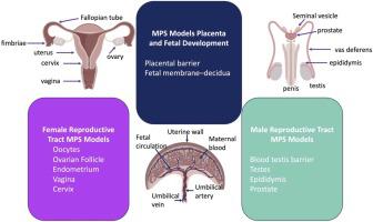 Multi-cellular engineered living systems to assess reproductive toxicology