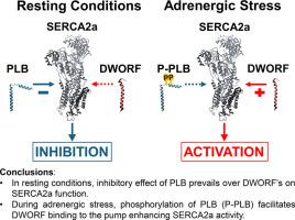 Phosphorylation of phospholamban promotes SERCA2a activation by dwarf open reading frame (DWORF)