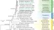 Taxonomic Studies on the Genus Astragalus (Fabaceae) from Mongolia (I): Two New Records of A. testiculatus and A. teskhemicus Based on Morphological and Molecular Evidence