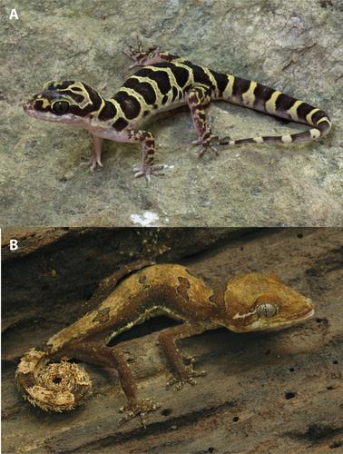 Ecologically-related variation of digit morphology in Cyrtodactylus (Gekkota, Squamata) reveals repeated origins of incipient adhesive toepads