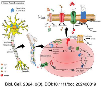 Reconsidering red blood cells as the diagnostic potential for neurodegenerative disorders