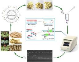 Species authentication of Panax ginseng C.A. Mey. and ginseng extracts using mitochondrial nad2 intron 4 region