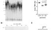 Arabidopsis AN3 and OLIGOCELLULA genes link telomere maintenance mechanisms with cell division and expansion control.