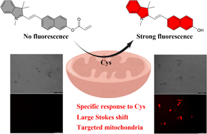 Construction of a mitochondria-targeted probe to monitor cysteine levels in cancer cells and zebrafish.