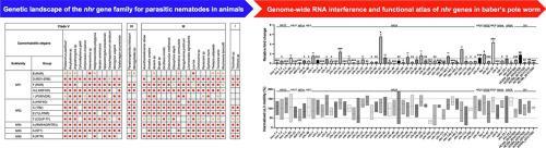 Genome-wide RNA interference of the nhr gene family in barber's pole worm identified members crucial for larval viability in vitro