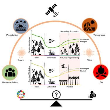 Unmanaged naturally regenerating forests approach intact forest canopy structure but are susceptible to climate and human stress