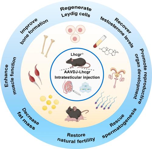 AAV-mediated gene therapy restores natural fertility and improves physical function in the Lhcgr-deficient mouse model of Leydig cell failure