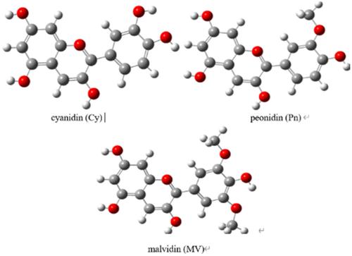 Effect of methyl substitution on hydrogen bond structure of anthocyanin