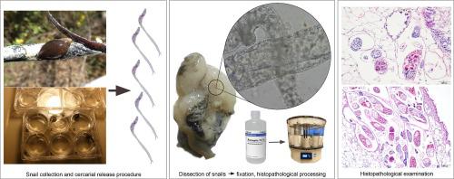 Pathological lesions associated with avian schistosomes (Digenea: Schistosomatidae) in the freshwater snail Chilina dombeiana (Gastropoda: Chilinidae) from Southern Chile