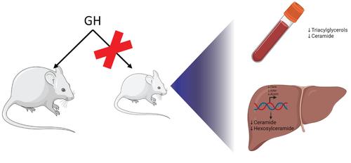 Unveiling ceramide dynamics: Shedding light on healthy aging in growth hormone-releasing hormone knockout mice