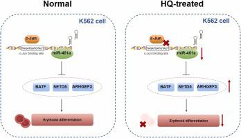 c-Jun targets miR-451a to regulate HQ-induced inhibition of erythroid differentiation via the BATF/SETD5/ARHGEF3 axis