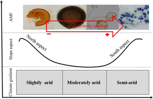 Changes in climatic conditions drive variations in arbuscular mycorrhizal fungi diversity and composition in semi-arid oak forests