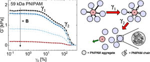 Magnetic field-dependent rheological behavior of thermoresponsive poly(N-isopropylacrylamide) solutions