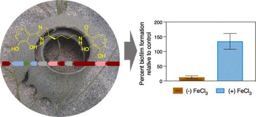 Discovery of Biofilm Inhibitors from the Microbiota of Marine Egg Masses