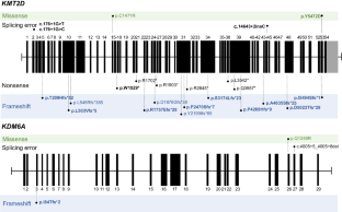 Clinical and molecular characteristics of Korean patients with Kabuki syndrome