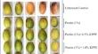 Synergeistic Effect of Pectin and Karonda Polyphenols Composite Edible Coating On Post-Harvest Life of Ber (Zizyphus mauritiana Lamk.) Fruit