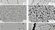 Formation of Composite Polymer Photonic Crystals and Study of Their Properties by Optical Spectroscopy Methods