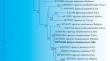 Morphological and Molecular Characterization of Three Agaricus Species from Jammu and Kashmir, India