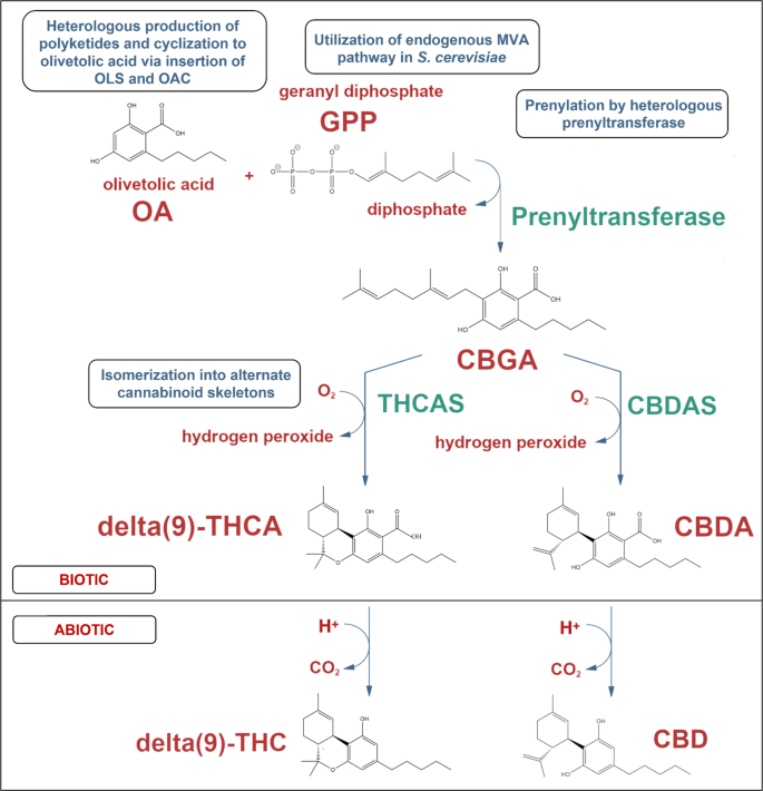 Integrated omics of Saccharomyces cerevisiae CENPK2-1C reveals pleiotropic drug resistance and lipidomic adaptations to cannabidiol.