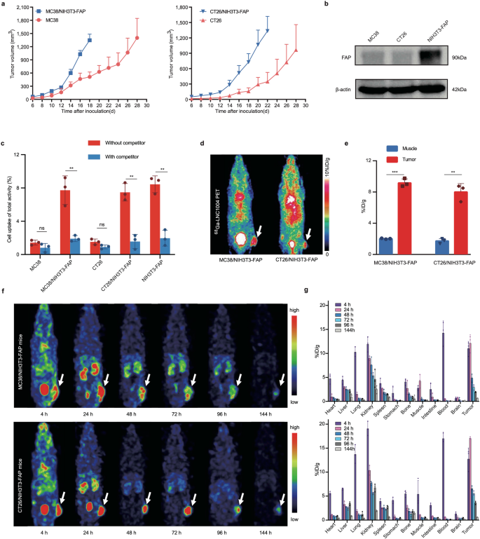 Antitumor efficacy and potential mechanism of FAP-targeted radioligand therapy combined with immune checkpoint blockade.