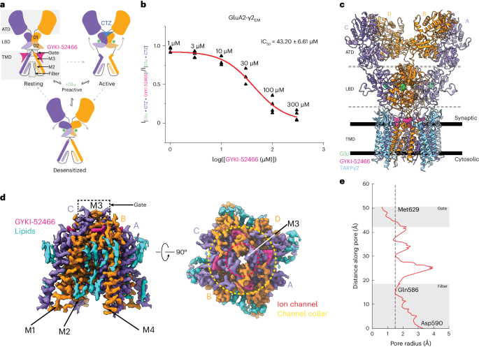 Allosteric competition and inhibition in AMPA receptors