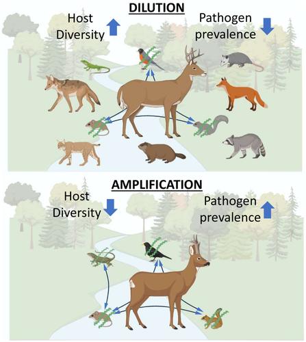 Lizards and the enzootic cycle of Borrelia burgdorferi sensu lato.