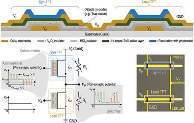 A Bias-Dependent Weight Update Characteristics of Low Power Synaptic Pass-Transistors with a Hf-Doped ZnO Channel Layer