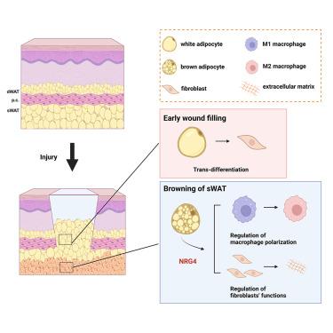 The browning and mobilization of subcutaneous white adipose tissue supports efficient skin repair