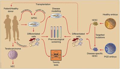 Heart and vessels from stem cells: A short history of serendipity and good luck