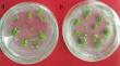 Induction and characterization of polyploids through morpho-anatomical, cytological, chemotypic, and molecular approaches in Patchouli (Pogostemon cablin Benth.)